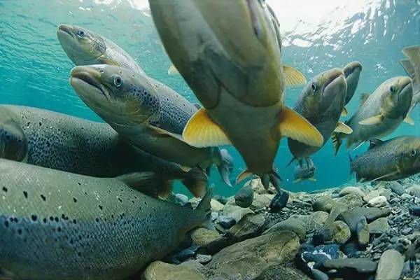 鮭魚(yú)是淡水魚(yú)嗎 鮭魚(yú)可以生吃嗎