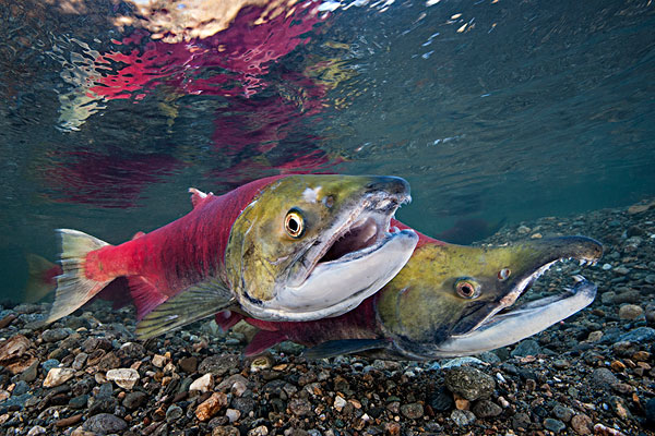 鮭魚(yú)是淡水魚(yú)嗎 鮭魚(yú)可以生吃嗎