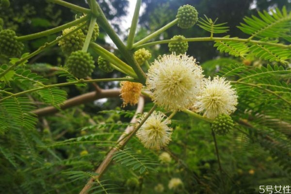 銀合歡的花語是什么呢 銀合歡的種植有什么注意的呢