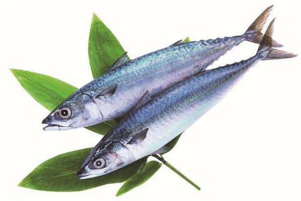 鲅魚(yú)什么人不能吃 鲅魚(yú)不能和什么一起吃