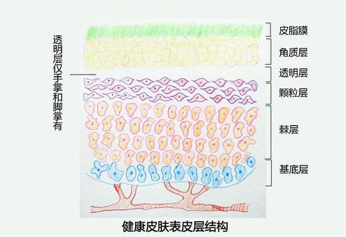 如何修復過薄的角質層 角質層薄的表現(xiàn)