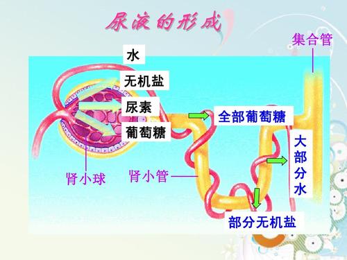 人體中含有尿素嗎 尿素過(guò)高有什么影響