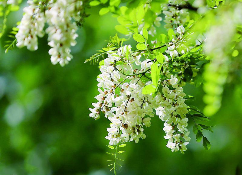 洋槐花幾月份開花 洋槐花什么時候開花