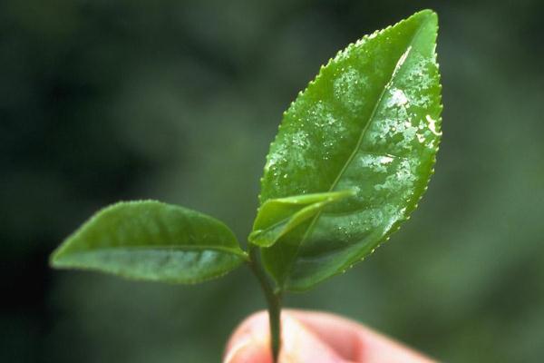 茶葉的利潤一般是多少 茶葉炒上天