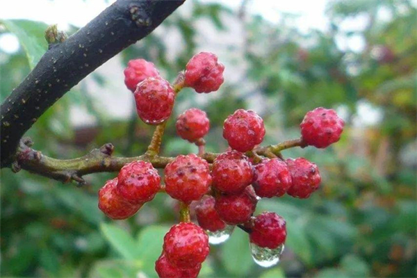 花椒可以治牙疼嗎 花椒為什么能治牙疼