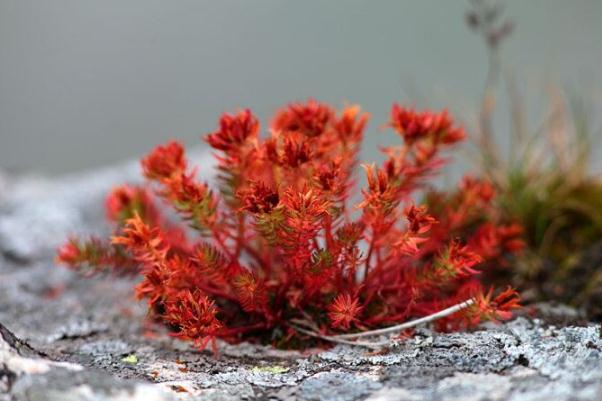 紅景天會(huì)不會(huì)影響月經(jīng) 紅景天會(huì)導(dǎo)致月經(jīng)推遲嗎