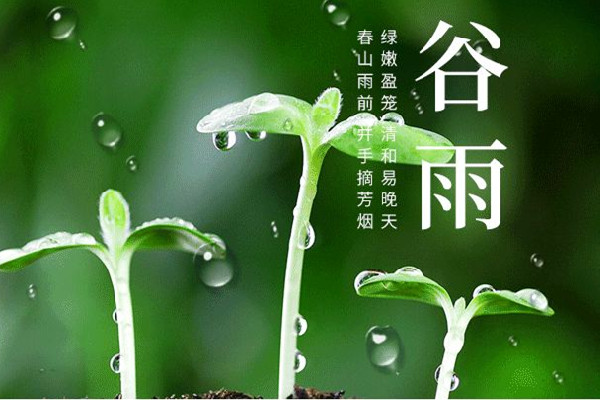 谷雨節(jié)氣的特點(diǎn)和風(fēng)俗 谷雨節(jié)氣是幾月幾號